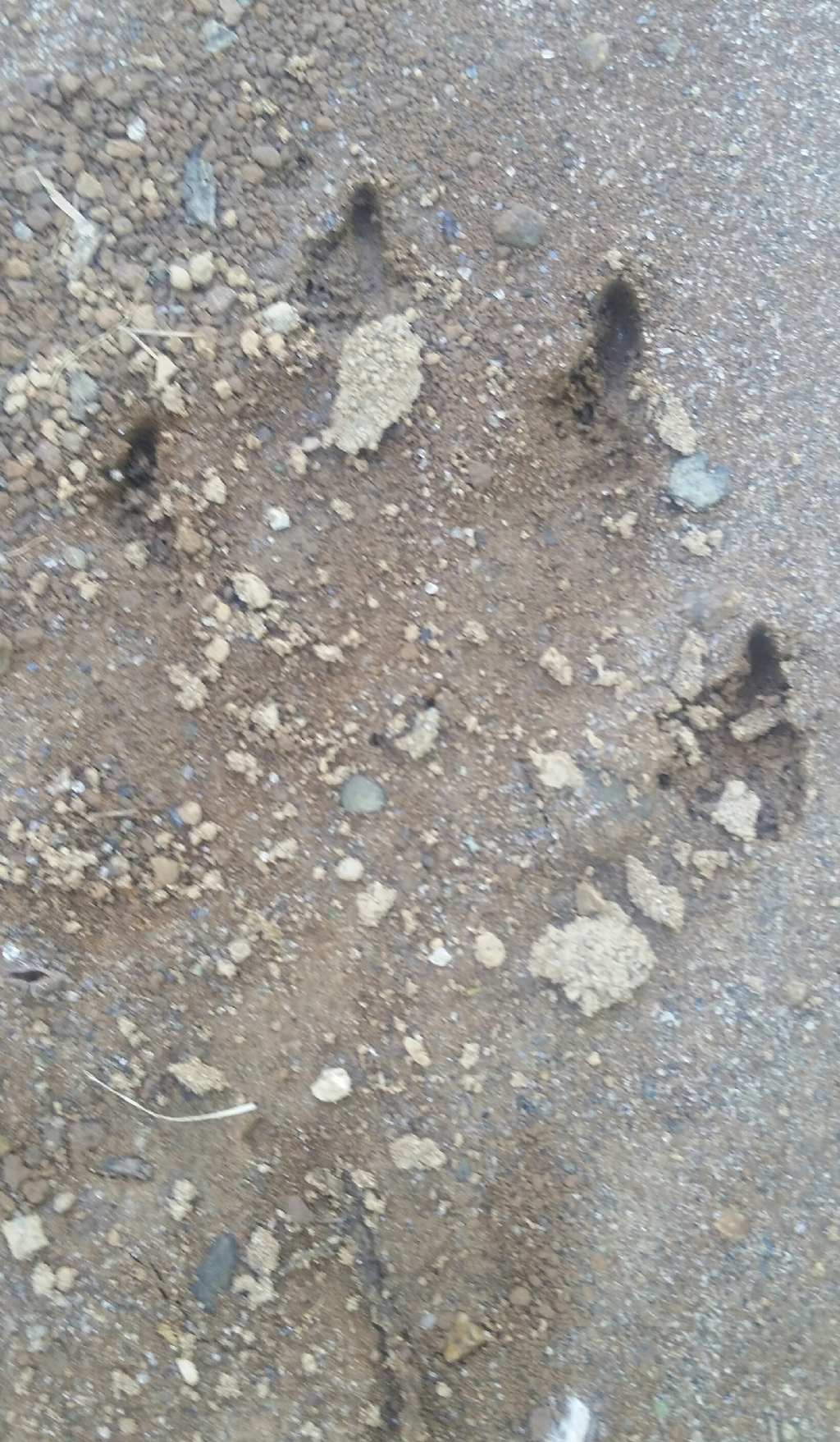 Impronte di istrice?